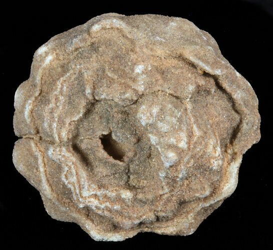 Flower-Like Sandstone Concretion - Pseudo Stromatolite #62207